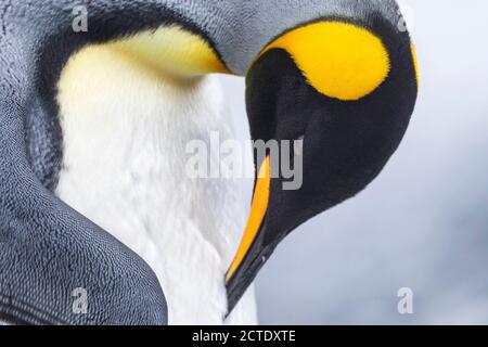 Re pinguino (Atenodytes patagonicus halli), re pinguino predente adulto, Australia, Tasmania, isola di Macquarie Foto Stock