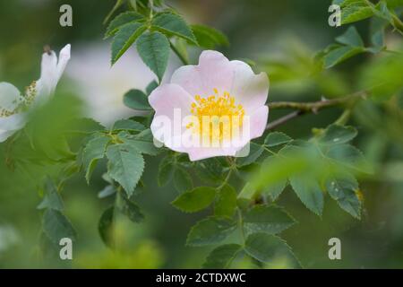 La rosa canina (Rosa canina), fiore, Germania Foto Stock