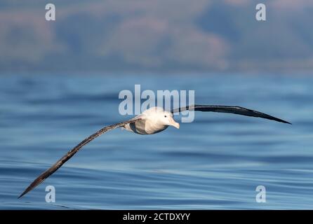 Albatross di Gibson (Diomedea gibbsoni), adulto che sorvola il mare, Nuova Zelanda, Kaikoura Foto Stock