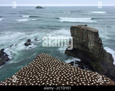 Gannet australiano, Gannet australasiano (Serrator Morus, Sula), colonia continentale di Gannets australiani (Serrator Morus) a Muriwai, New Foto Stock