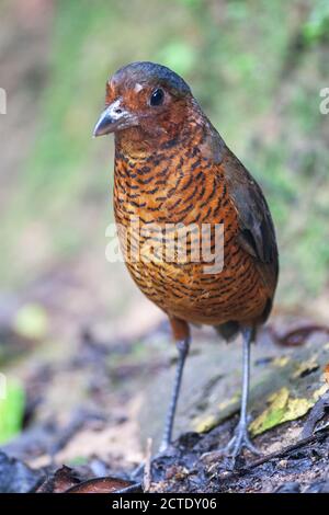 Antpitta gigante (Grallaria gigantea), si trova sul pavimento della foresta, Ecuador, Paz de las Aves Bird Refuge , Mindo Foto Stock