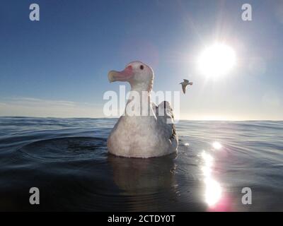 Albatross di Gibson (Diomedea gibbsoni), nuoto per adulti, Nuova Zelanda, Kaikoura Foto Stock