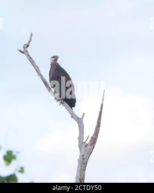 Madagascar aquila di pesce, Madagascar Sea-Eagle (Haliaeetus vociferoides), arroccato su un albero, uno degli uccelli più rari sulla Terra, Madagascar, Foto Stock