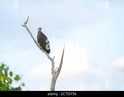 Madagascar aquila di pesce, Madagascar Sea-Eagle (Haliaeetus vociferoides), arroccato su un albero, uno degli uccelli più rari sulla Terra, Madagascar, Foto Stock