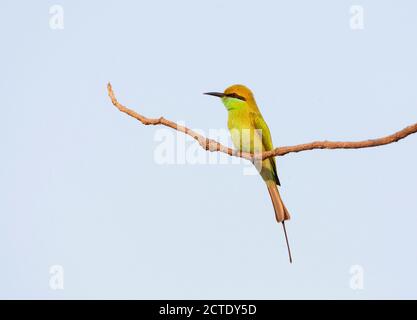 Piccolo mangiatore di ape verde (Merops orientalis, Merops orientalis), arroccato su un ramo, India Foto Stock