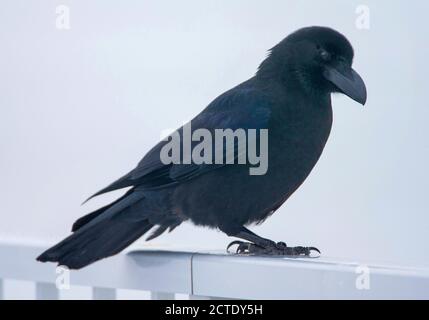 Corvo di grandi dimensioni, corvo della giungla (Corvus macrorhynchos japonensis, Corvus japonensis), seduto su un corrimano, Giappone, Hokkaido Foto Stock