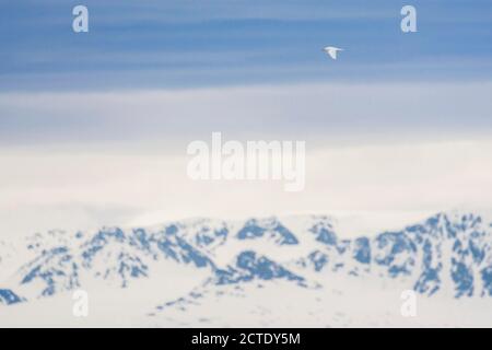 gabbiano d'avorio (Pagophila eburnea), volare alto in aria con neve coperta montagne costiere sullo sfondo, Norvegia, Svalbard Foto Stock