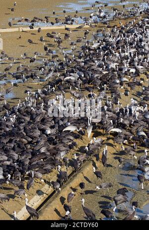 Gru con cappuccio (Grus monacha), gru con cappuccio Wintering, vista dall'alto, con gru con napping bianco in mezzo, Giappone, Kyushu, Arasaki Crane Center Foto Stock