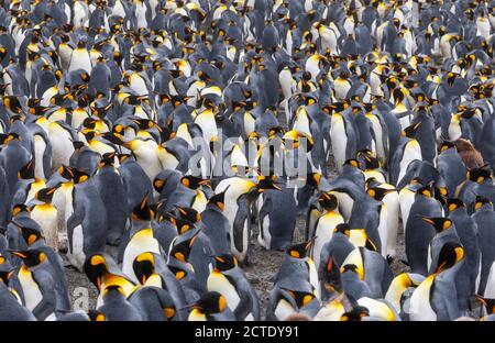 Re pinguino (Atenodytes patagonicus halli), colonia sull'isola di Macquarie, molti pinguini che si allontana insieme per la sicurezza, Australia, Tasmania, Foto Stock