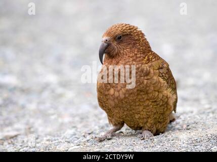 kea (Nestor notabilis), siede sul terreno, Nuova Zelanda, Isola del Sud Foto Stock