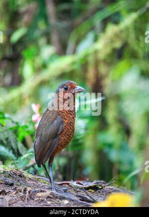 Antpitta gigante (Grallaria gigantea), si trova sul pavimento della foresta, Ecuador, Paz de las Aves Bird Refuge , Mindo Foto Stock