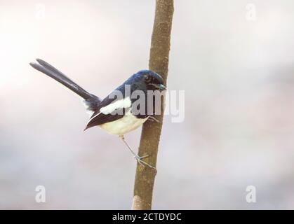 Madagascar magpie robin (Copsychus albospecularis), arroccato su una filiale, Madagascar, Ankarafantsika National Park Foto Stock