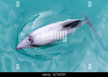 Il delfino di Hector, il delfino di fronte bianco della Nuova Zelanda (Cephalorhynchus hectori), nuotando nella baia della penisola di Akaroa, la più piccola e la più rastest del mondo Foto Stock