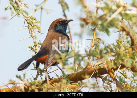 Robin indiano (Copsychus fulicatus), maschio arroccato in albero di acacia, India, Foto Stock