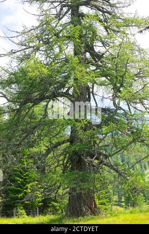 Larice comune, larice europeo (Larix decidua, Larix europaea), larice in montagna in estate, Germania Foto Stock