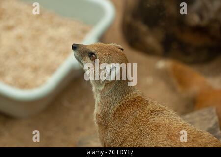 Nel selvaggio Meerkats / Suricata suricata recitazione a Sentinel / Sentry soffre più alti tassi di predazione rispetto ad altri meerkat nel loro gruppo Foto Stock