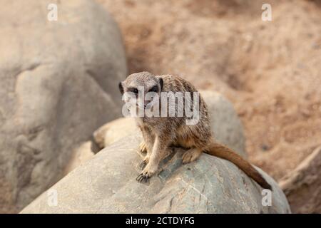 Team Meerkat - UN Meerkat in cattività che agisce come Sentry tiene attento l'orologio per i predatori, Southend Sea Life Centre, Essex, Gran Bretagna Foto Stock