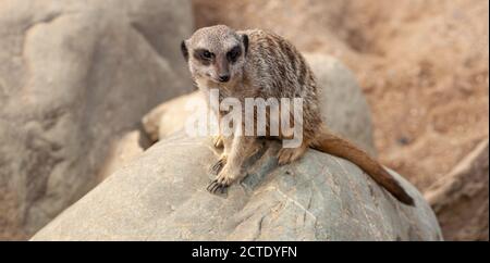 Team Meerkat - UN Meerkat in cattività che agisce come Sentry tiene attento l'orologio per i predatori, Southend Sea Life Centre, Essex, Gran Bretagna Foto Stock