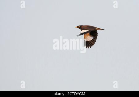 Mynah comune (Acristheres tristis), in volo, India, Foto Stock