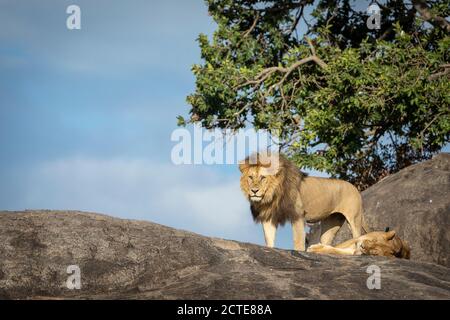 Coppia di leoni di accoppiamento appoggiati su massi di grandi dimensioni a Serengeti Parco Nazionale in Tanzania Foto Stock