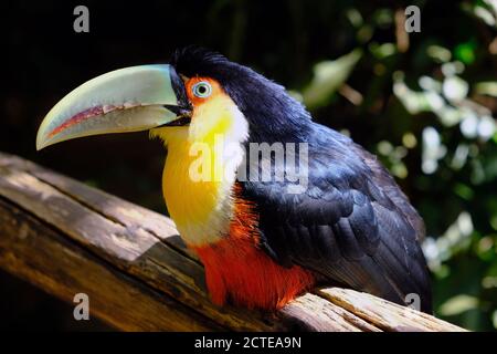 Brasile Foz do Iguacu - Zoo - Parque das Aves - Toucan (Ramphastos dicolorus) Foto Stock