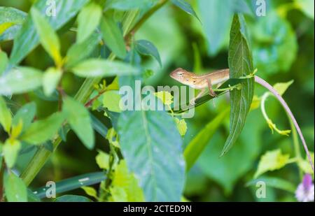 Un camaleonte arroccato su un albero nella foresta. Foto Stock