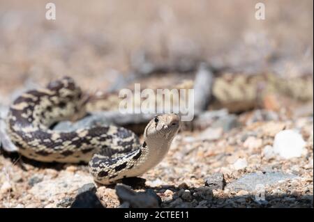 Great Basin Gopher Snake, (Pituophis catenifer deserticola), Mojave co., Arizona, USA. Foto Stock