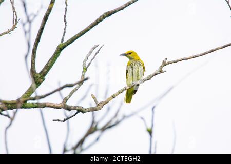 Uccello - oriole dorata indiana femmina sul ramo dell'albero Foto Stock