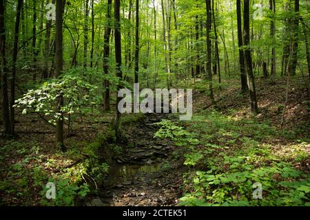 Escursioni a piedi attraverso la Finger Lakes National Forest: Dove la natura serena e i sentieri panoramici rendono l'avventura all'aperto. Foto Stock