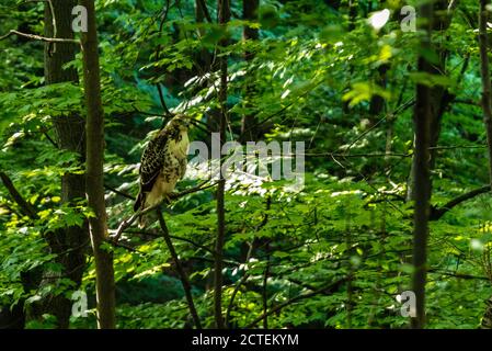 Escursioni a piedi attraverso la Finger Lakes National Forest: Dove la natura serena e i sentieri panoramici rendono l'avventura all'aperto. Foto Stock