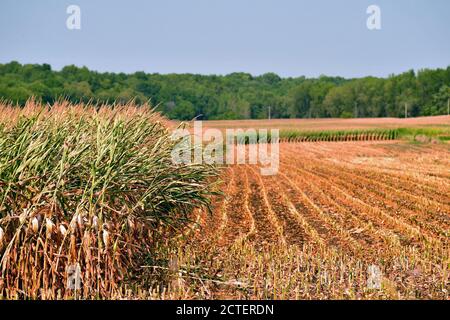 Sabula, Iowa, Stati Uniti. Un campo di mais parzialmente raccolto e raccolto si siede nel sole del pomeriggio in tarda estate giorno. Foto Stock