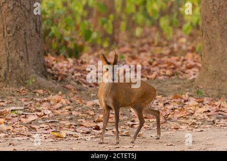 Adulto maschile indiano muntjac sul percorso di gioco in un estate a metà giornata al Corbett National Park, Uttarakhand, India Foto Stock