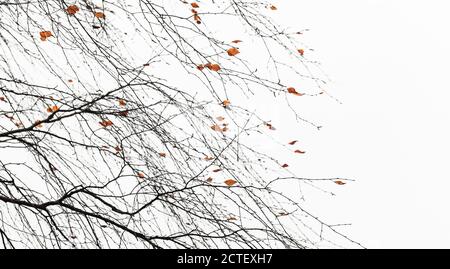 Rami di betulla con ultime foglie gialle su sfondo bianco del cielo, naturale foto astratta Foto Stock