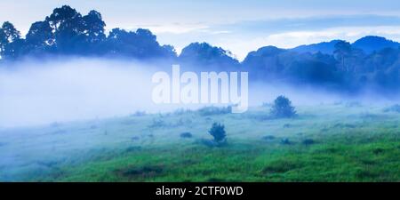 Paesaggio panoramico di verde prateria nella nebbia mattutina, foresta tropicale e montagne sullo sfondo. Messa a fuoco morbida per uno sfondo creativo. Foto Stock