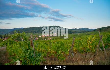 Vigneti in alsazia vicino Mittelbergheim in Francia in un primo tempo mattina d'autunno Foto Stock