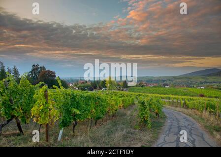 Vigneti in alsazia vicino Mittelbergheim in Francia in un primo tempo mattina d'autunno Foto Stock