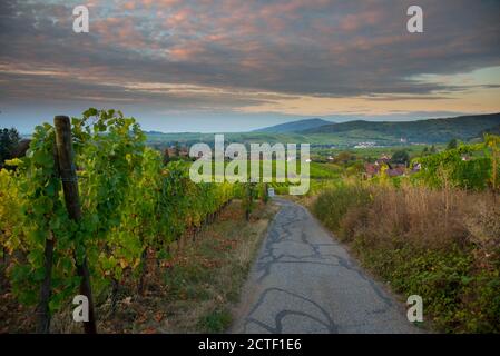 Vigneti in alsazia vicino Mittelbergheim in Francia in un primo tempo mattina d'autunno Foto Stock