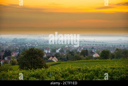 Vigneti in alsazia vicino Mittelbergheim in Francia in un primo tempo mattina d'autunno Foto Stock