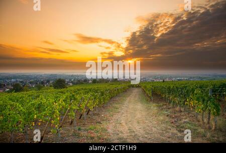 Vigneti in alsazia vicino Mittelbergheim in Francia in un primo tempo mattina d'autunno Foto Stock