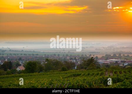 Vigneti in alsazia vicino Mittelbergheim in Francia in un primo tempo mattina d'autunno Foto Stock