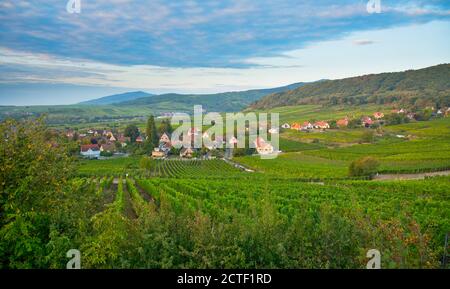 Vigneti in alsazia vicino Mittelbergheim in Francia in un primo tempo mattina d'autunno Foto Stock