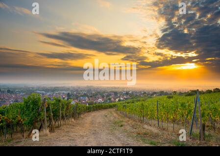 Vigneti in alsazia vicino Mittelbergheim in Francia in un primo tempo mattina d'autunno Foto Stock