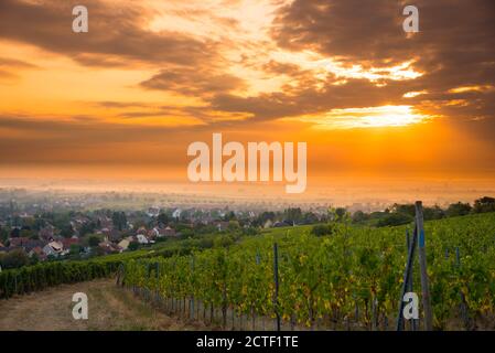 Vigneti in alsazia vicino Mittelbergheim in Francia in un primo tempo mattina d'autunno Foto Stock