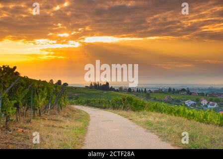 Vigneti in alsazia vicino Mittelbergheim in Francia in un primo tempo mattina d'autunno Foto Stock