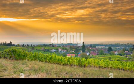 Vigneti in alsazia vicino Mittelbergheim in Francia in un primo tempo mattina d'autunno Foto Stock