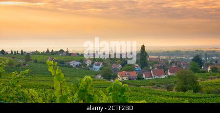 Vigneti in alsazia vicino Mittelbergheim in Francia in un primo tempo mattina d'autunno Foto Stock