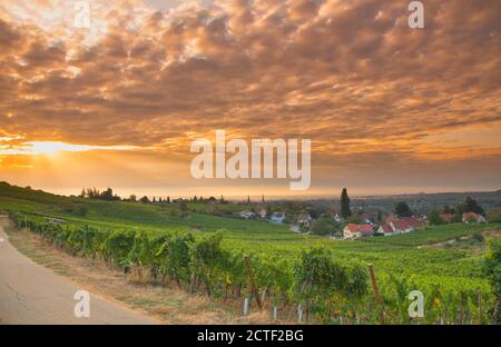 Vigneti in alsazia vicino Mittelbergheim in Francia in un primo tempo mattina d'autunno Foto Stock