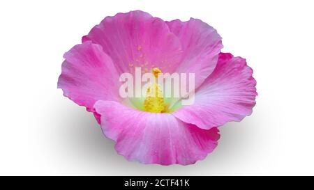 bel vettore di fiori, fiore rosa isolato su sfondo bianco Foto Stock