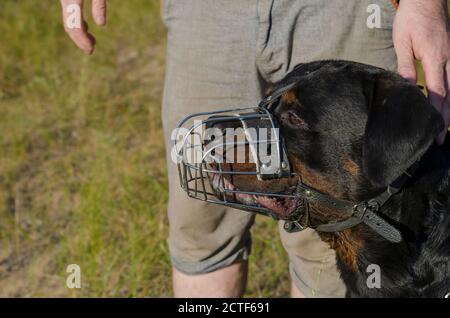 Ritratto di un cane Rottweiler in un muso metallico. L'animale si siede accanto all'uomo e guarda in lontananza. Allevamento di cani di servizio. Addestramento esterno del cane. Foto Stock