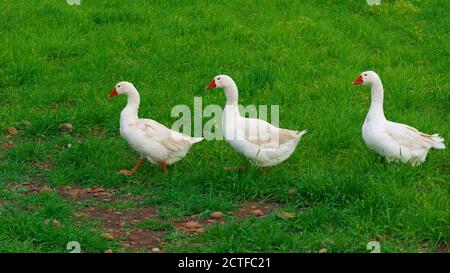 tre oche bianche che camminano in fila su sfondo verde Erba di Sicilia fattoria animale Foto Stock